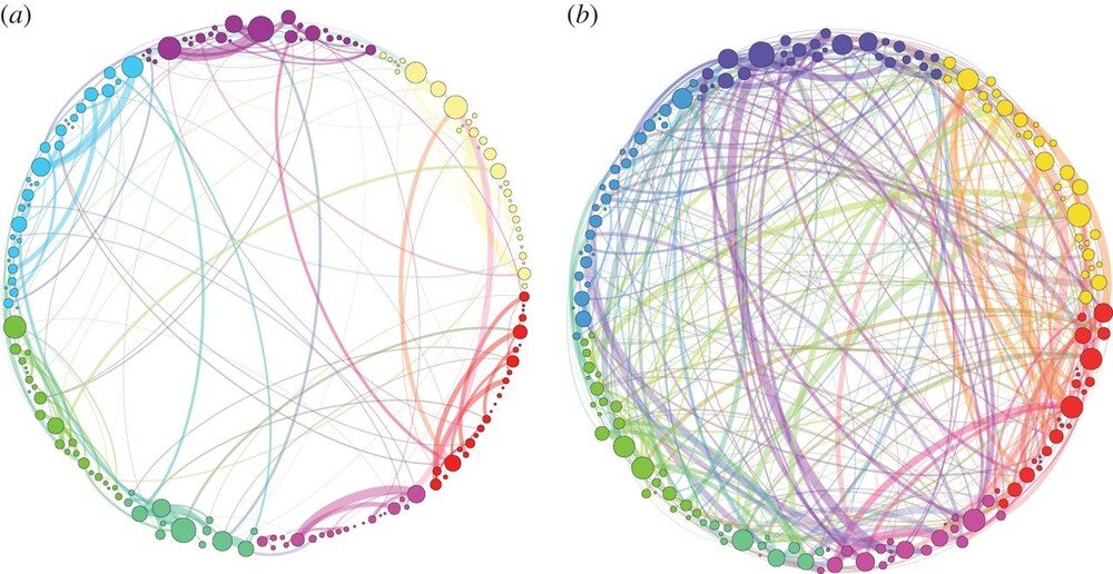 An Introduction to Psychedelics brain connectivity