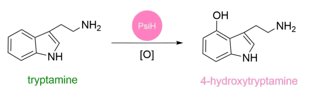 How Magic Mushrooms Become 'Magic' 1psilocybin reactions