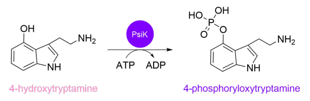 How Magic Mushrooms Become 'Magic' 1psilocybin reactions