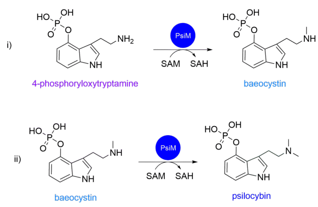 How Magic Mushrooms Become 'Magic' 1psilocybin reactions