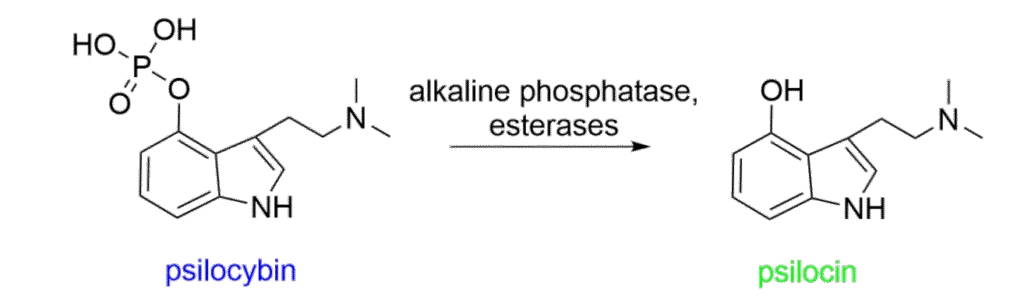 How Magic Mushrooms Become 'Magic' 1psilocybin reactions