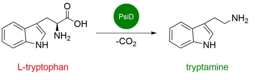 How Magic Mushrooms Become 'Magic' 1psilocybin reactions