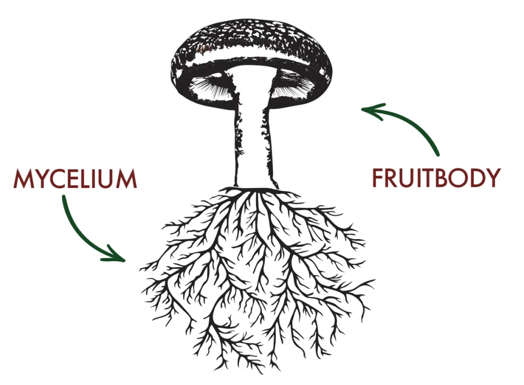 How Magic Mushrooms Become 'Magic' mycelium and fruitbody hd